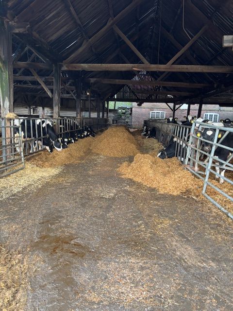 View of cows in a barn at Bluegates Farm